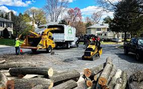 Why Choose Our Tree Removal Services in Newport, DE?