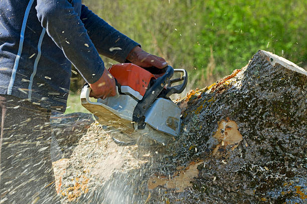 Best Tree Maintenance Programs  in Newport, DE